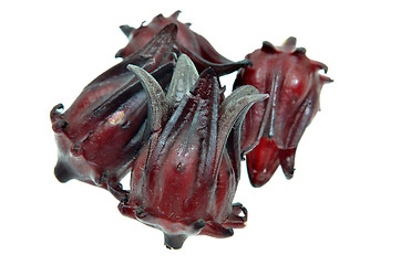 Image showing Hibiscus sabdariffa or roselle fruits