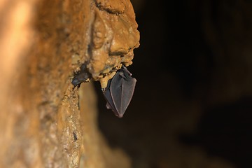 Image showing Bat sleeping in the cave