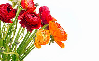 Image showing Ranunkulyus bouquet of red flowers on a white background