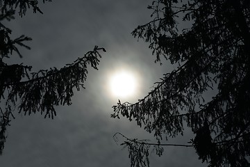 Image showing Night sky in the forest