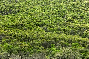 Image showing High resolution forest texture