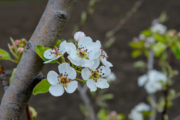 Image showing Blossoming branch of a pear tree