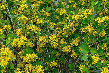 Image showing Blossoming black currant