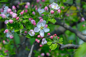 Image showing Blossoming apple tree branch