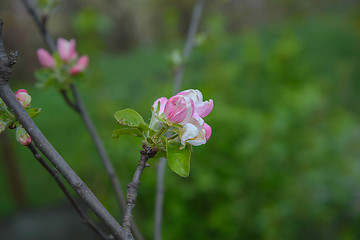 Image showing Blossoming apple tree branch