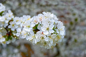 Image showing Blooming cherry branch