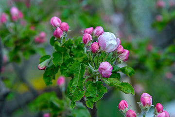 Image showing Blossoming apple tree branch