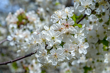 Image showing Blooming cherry branch