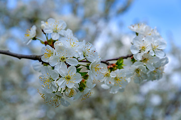 Image showing Blooming cherry branch