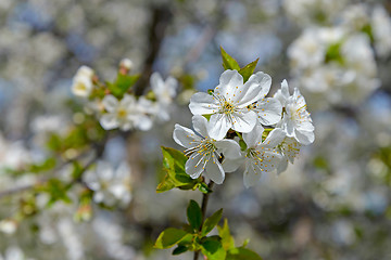 Image showing Blooming cherry branch