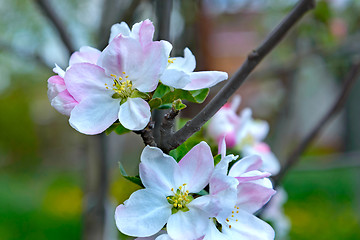 Image showing Blossoming apple tree branch