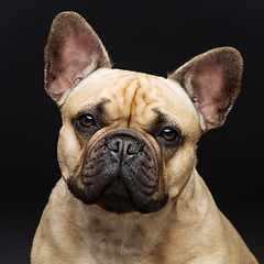 Image showing Beautiful french bulldog dog