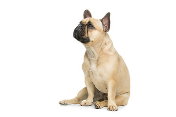 Image showing Beautiful french bulldog dog