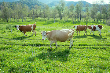 Image showing fat herd of cows in a mountainous area is on green grass