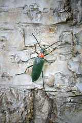 Image showing Brightly colored Longhorn beetle (Leptura) on bark of birch