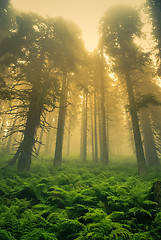 Image showing Mysterious forest in Slovakia