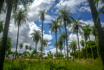 Image showing Palm trees in Paraguay