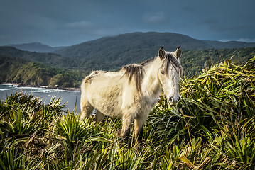 Image showing White wild horse