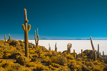 Image showing Large cactuses in Bolivia