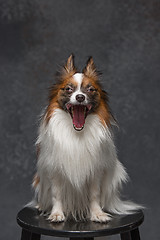 Image showing Studio portrait of a small yawning puppy Papillon