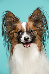 Image showing Studio portrait of a small yawning puppy Papillon