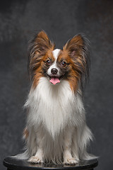 Image showing Studio portrait of a small yawning puppy Papillon