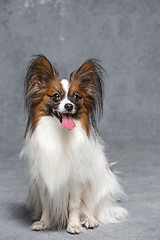 Image showing Studio portrait of a small yawning puppy Papillon