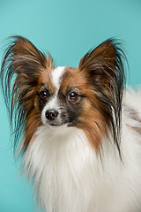 Image showing Studio portrait of a small yawning puppy Papillon