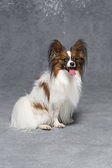 Image showing Studio portrait of a small yawning puppy Papillon