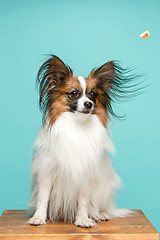 Image showing Studio portrait of a small yawning puppy Papillon