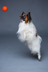 Image showing Studio portrait of a small yawning puppy Papillon