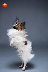 Image showing Studio portrait of a small yawning puppy Papillon