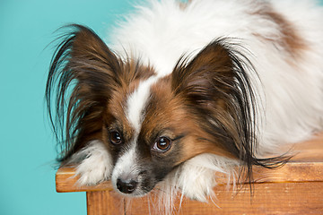 Image showing Studio portrait of a small yawning puppy Papillon