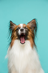 Image showing Studio portrait of a small yawning puppy Papillon