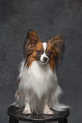 Image showing Studio portrait of a small yawning puppy Papillon