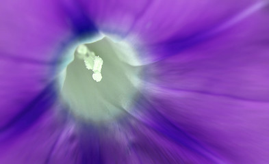 Image showing Mauve flower