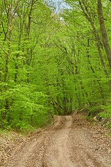 Image showing Forest walking route