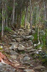 Image showing Forest walking route