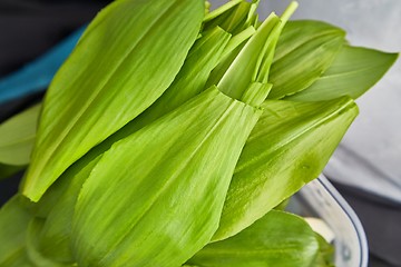 Image showing Bear\'s garlic leaves