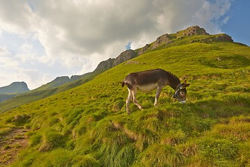 Image showing Grazing Donkey in the alp