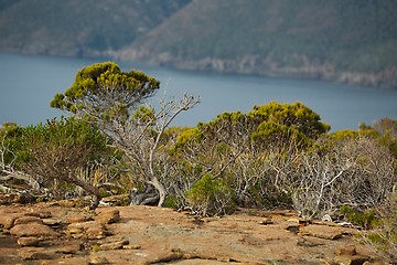 Image showing Bush vegetation in Tasmania