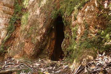 Image showing Hole on a tree