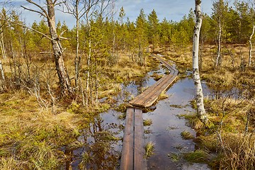 Image showing Swamps in Finland