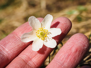 Image showing Beautiful white windflower between caucasian human fingers at sp