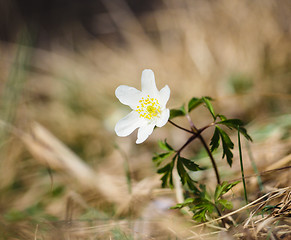 Image showing Beuatiful little white windflower anemone, standing on its own a