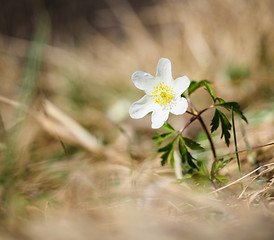 Image showing Beuatiful little white windflower anemone, standing on its own a