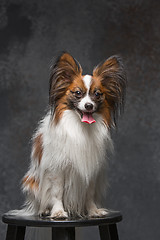 Image showing Studio portrait of a small yawning puppy Papillon