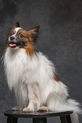 Image showing Studio portrait of a small yawning puppy Papillon