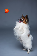 Image showing Studio portrait of a small yawning puppy Papillon