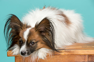 Image showing Studio portrait of a small yawning puppy Papillon